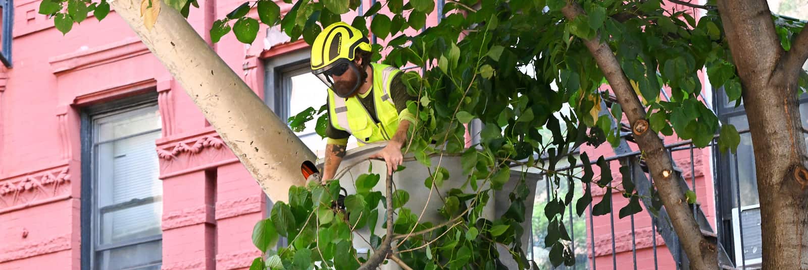 Mike's Tree Service crew at work
