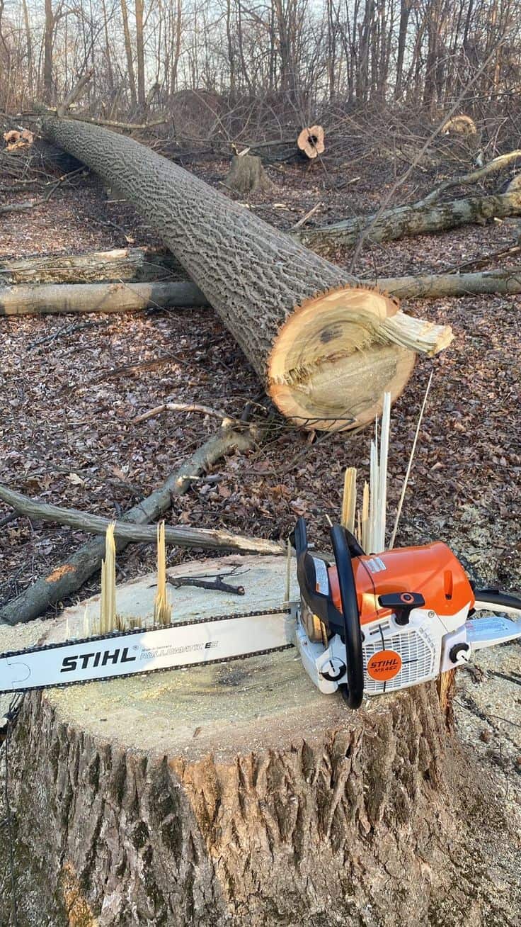 Mike Crawford, founder of Mike's Tree Service
