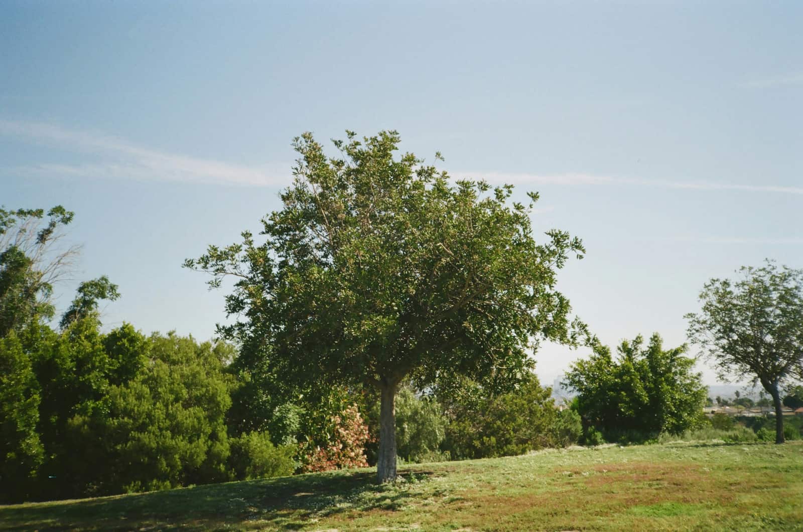 Completed tree service work