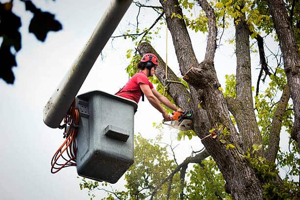 Certified arborist consultation
