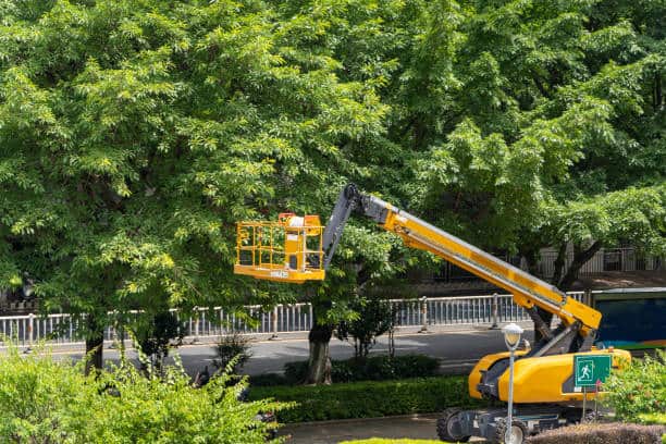 Free on-site tree service estimate