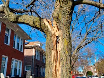 Storm damage response