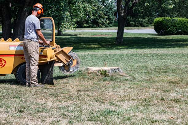 Stump grinding service
