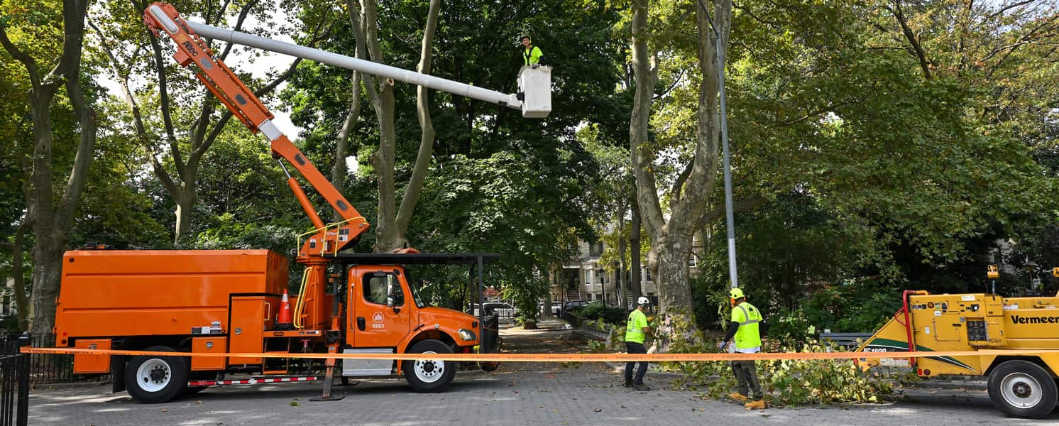 Tree removal service