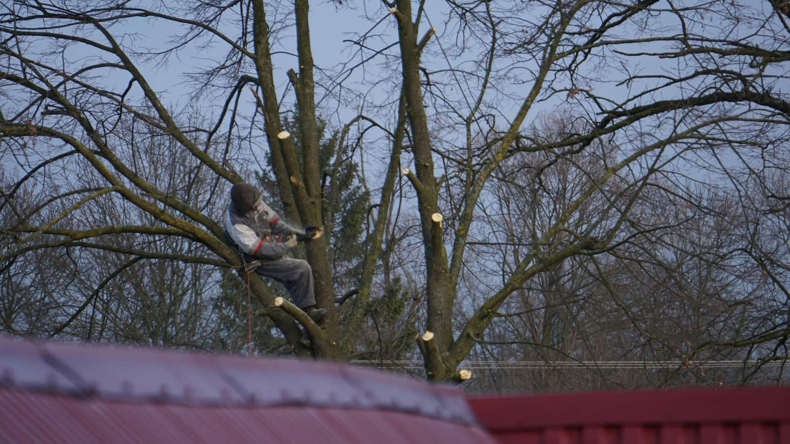 Tree trimming service